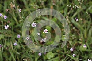 Field of Small Wildflowers in East Texas