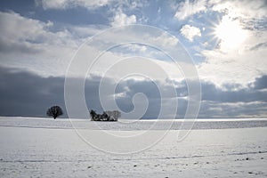 Field of snow and trees under bright sun