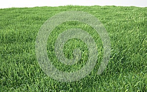 Field of soft grass, perspective view with close-up