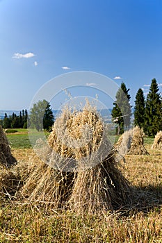 Field with some bundles of hay in the summer