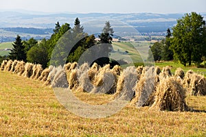 Field with some bundles of hay in the summer on blue sky background