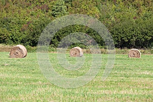 Field with some bundles of hay in the summer, harvest.