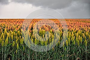 Field of sorghum