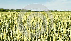 Field sown cereals - wheat photo