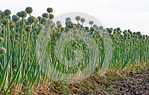 Field sown with onions. Green leaves of onion with flowers