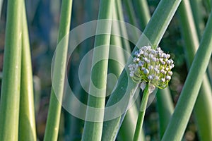 Field sown with onions. Green leaves of onion with flowers