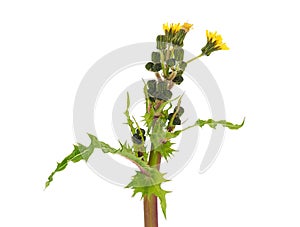 Field sowthistle isolated on white background, Sonchus arvensis