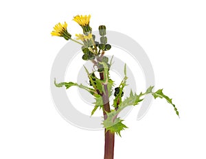 Field sowthistle isolated on white background, Sonchus arvensis