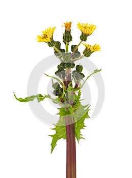 Field sowthistle isolated on white background, Sonchus arvensis