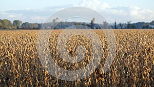 Field of Soy Beans