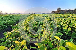 Field of soybean