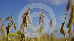 field soybeans in autumn almost ready for harvesting yellow green