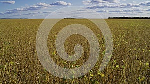 field soybeans in autumn almost ready for harvesting yellow green