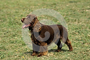 Field Spaniel Dog standing on Grass