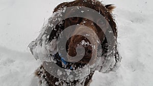 Field spaniel in the snow