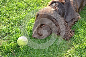 Field spaniel with tennisball