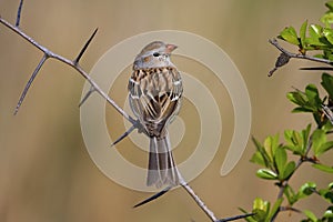 Field Sparrow  807046