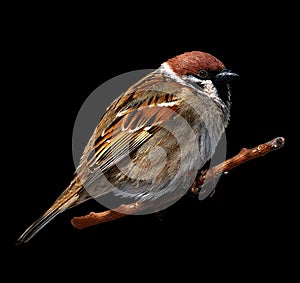 Field sparrow. Bird on black isolated background with clipping path. A sparrow sits on a branch. Close-up.