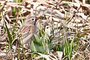 Field Sparrow