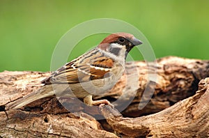 Field sparrow Passer montanus