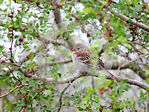 Field Sparrow Perched on a Branch