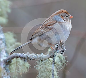 Field Sparrow Perched