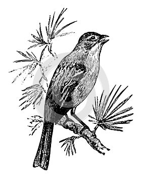 Field Sparrow Singing, vintage illustration photo