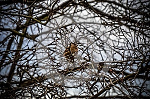 The field Sparrow sitting on a branch on background