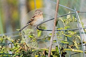 Field Sparrow - Spizella pusilla