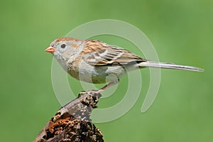 Field Sparrow (Spizella pusilla) On A Branch