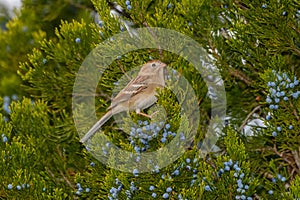 Field Sparrow - Spizella pusilla - In Juniper Tree