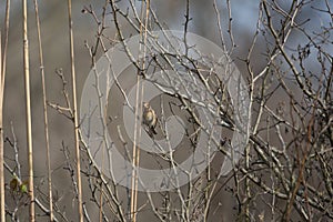 Field Sparrow in a Field