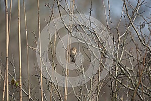 Field Sparrow in a Field