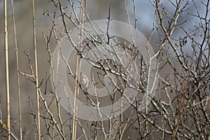 Field Sparrow in a Field
