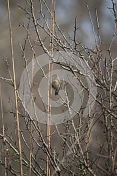 Field Sparrow in a Field