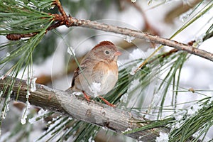 Field Sparrow (Spizella pusilla) On A Snow-covered Branch