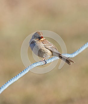Field Sparrow on Wire