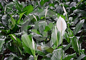 Field of spathiphyllum or peace lily blooming in the garden