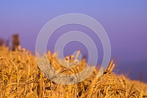 Field of spicas view