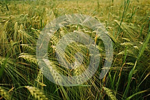 Field of spikelets. agriculture. closeup