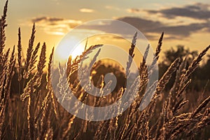 Field of spikelets at sunset