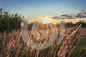 Field of spikelets at sunset