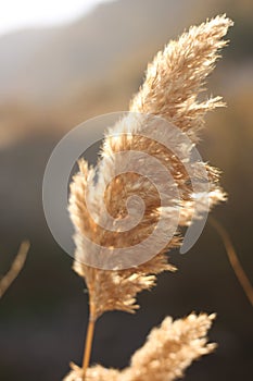 Field of spikelets under the sunlight