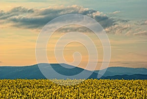 field in spring bloom, colored sunset sky