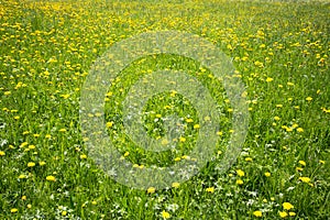 Field of spring dandelions