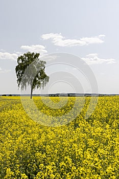 a field in spring during the flowering of rapeseed