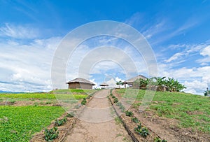 Field of spring flowers, cottage and perfect sky