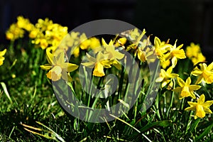 Field of Spring Flowers