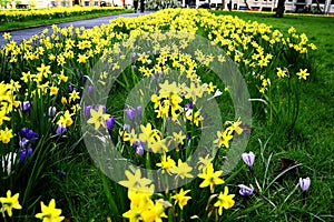 Field of Spring Flowers
