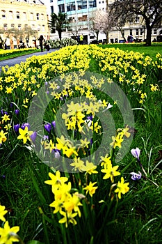 Field of Spring Flowers